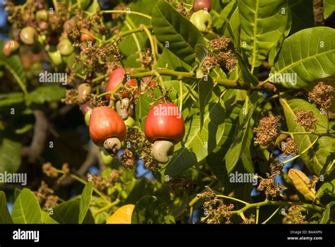 anacardiaceae species|Family: Anacardiaceae (cashew family): Go Botany.